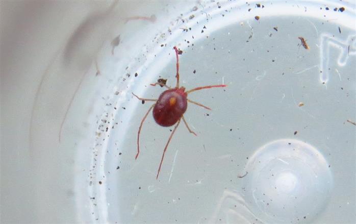 Erythraeus sp. (Erythraeidae)
